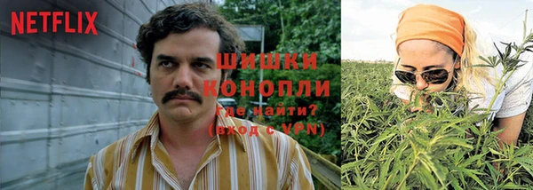прущие грибы Алзамай